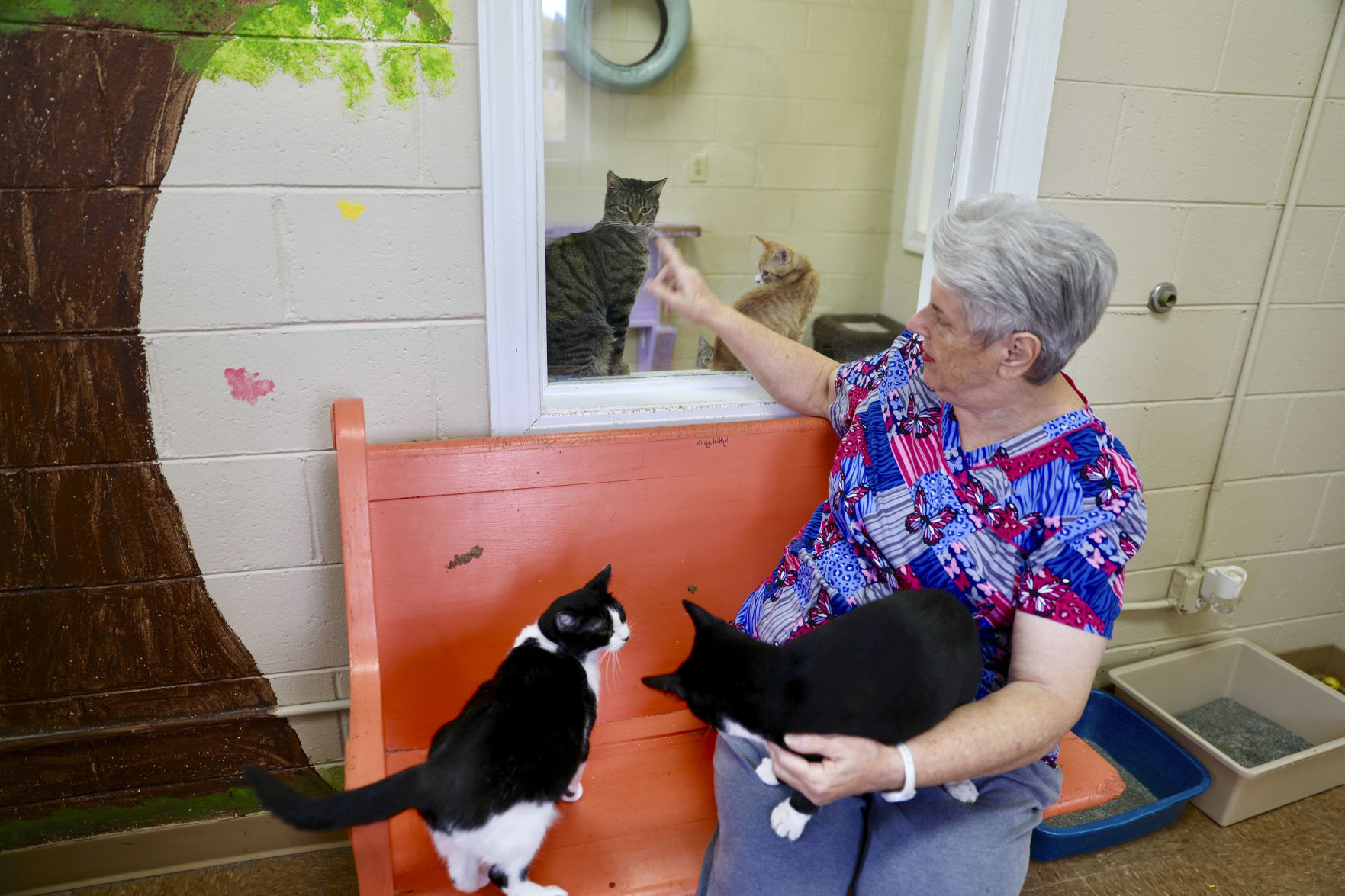 Orangeburg County Animal Shelter